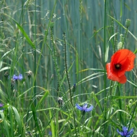 Poppy and Cornflowers