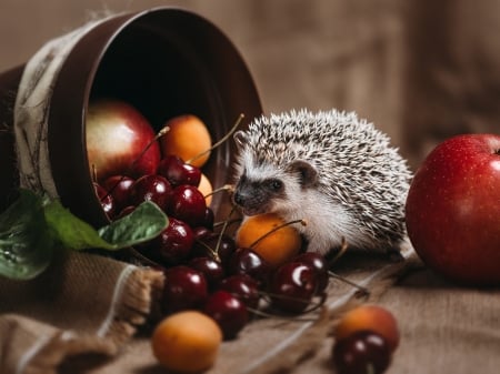 Hedgehog - animal, hedgehog, arici, cherry, fruit, apple, peach