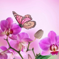 Pink Orchids