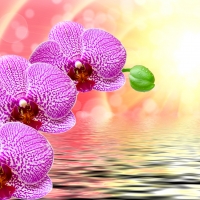 Orchids