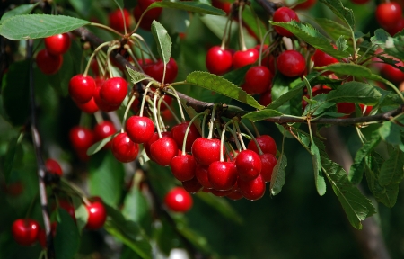 Cherries - vara, red, cirese, green, leaf, summer, cherry, fruit