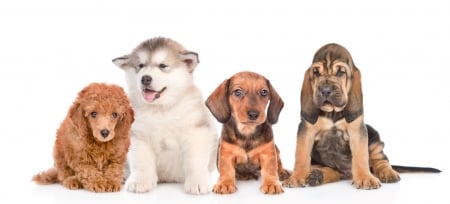 Puppies - caine, puppy, dog, animal, pet, cute