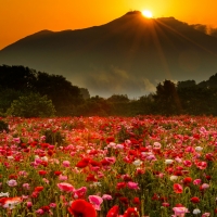 Poppy field at sunset