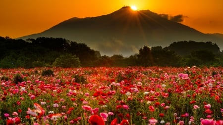 Poppy field at sunset - rays, mountain, sunset, summer, field, fiery, beautiful, flowers, poppies