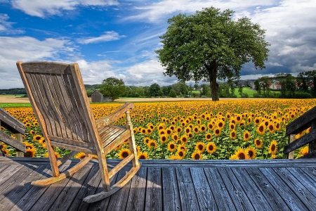 Sunflower Farm - veranda, flowers, clouds, blossoms, fielf, tree, sky, chair