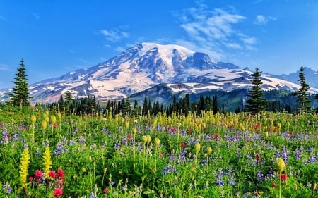 Summer at Mount Rainier, Washington - flowers, clouds, trees, blossoms, sky