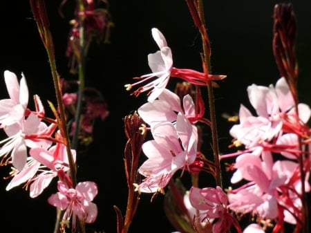 Pink Summer Petals - nature, pink, photography, summer, flowers