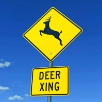 Deer Xing