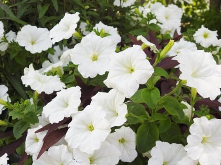 White Summer Petunias