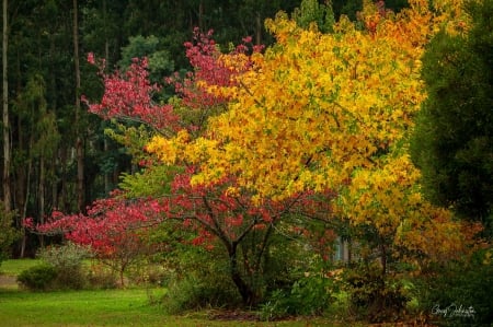 â™¥ - autumn, yellow, red, victoria, marysville, green, australia, tree