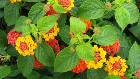 Verbena - flowers, nature, verbena, closeup, foliage