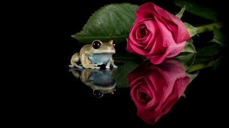 Frog - frog, rose, black, braosca, pink, amphibian, animal, green, flower