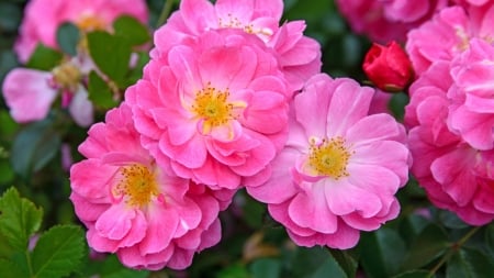 Roses - trandafir, vara, pink, summer, rose, flower