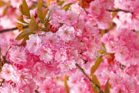 â™¥ - cherry blossom, flower, pink, spring