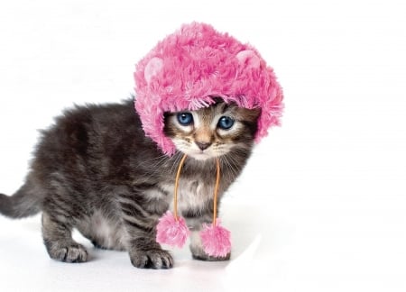 :) - hat, winter, pink, cat, kitten, funny, iarna, pisici, cute