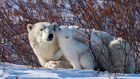 Polar Bears - nature, animals, snow, winter, polar bears