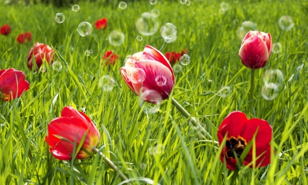 ♥ - summer, spring, grass, flower, bubble, tulpi, red, green, vara