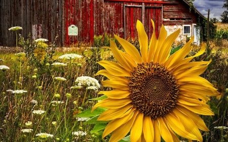 Barn Surroundings - sunflower, summer, flowers, blossoms