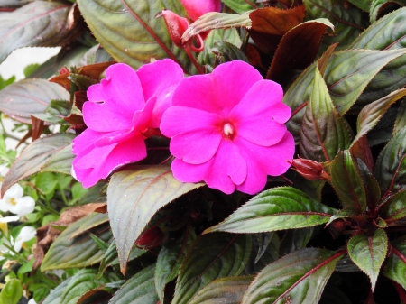 Pretty In Pink - nature, pink, photography, leaves, summer, flowers