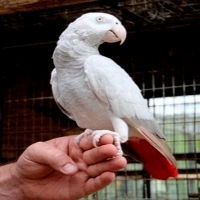 African Grey Parrot Albino