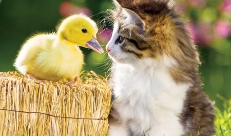 â™¥ - cat, pisici, pet, bird, kitten, pasari, duckling, yellow, animal, cute