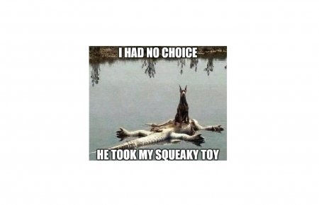 I Had No Choice - sitting on alligator, water, swmp, great dane