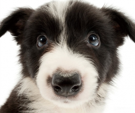 Border Collie puppy