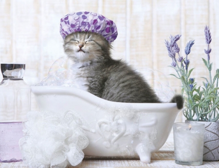 :) - blue, bath, flower, cat, white, wreath, kitten, funny, pisici