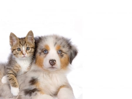 :) - cat, puppy, couple, pisici, kitten, australian shepherd, peey, dog, animal, cute