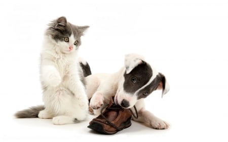 :D - couple, cat, pisici, pet, kitten, caine, dog, animal, shoes