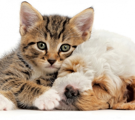 :) - paw, cat, puppy, couple, pisici, kitten, caine, sleep, dog, animal, cute