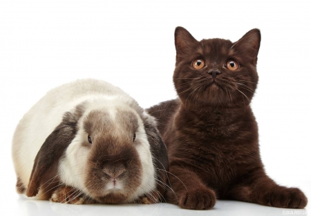 :) - rabbit, chocolate, bunny, cat, rodent, pet, animal, kitten, pisici