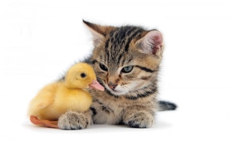 â™¥ - cat, pisici, pet, bird, kitten, pasari, duckling, yellow, animal, cute