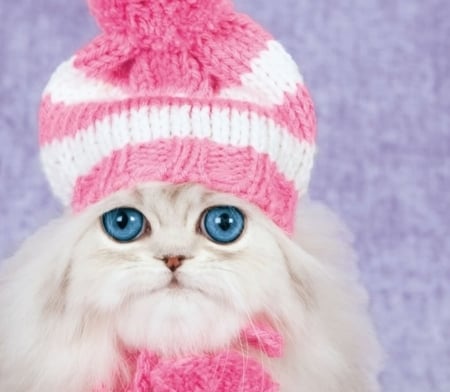 :P - cat, hat, blue eyes, iarna, winter, pisici, funny, kitten, white, pink