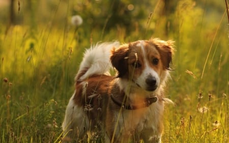 Dog - animal, nature, dog, grass, meadow