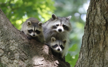 Racoon Family - racoons, tree, animals, family