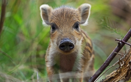 Wild Boar Piglet