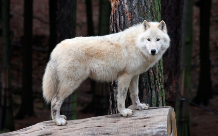 White Wolf - white, animal, wolf, wild