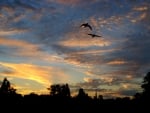 Two Birds At The Sunset