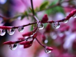 Drops of water