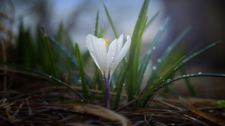 Crocus - flowers, white, nature, crocuses, drops, grass