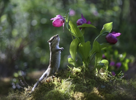 Chipmunk - animal, chipmunk, cute, flower, green, pink, squirrel