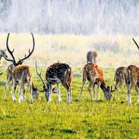 Herd Of Spotted Deer