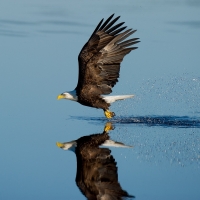 Bald Eagle Hunting