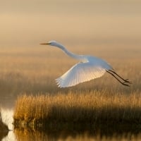 Egret in Flight