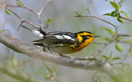 Blackburnian Warbler - bird, branch, animal, warbler