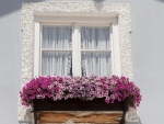 Window with Flowers