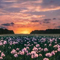 Poppy Field in England