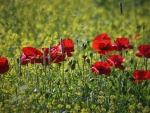 Poppies