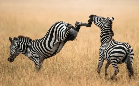 :D - black, zebra, white, animal, funny, kick, stripes